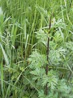 Bijvoet/Artemisia_vulgaris
