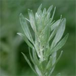 Alsem (Artemisia absinthium)