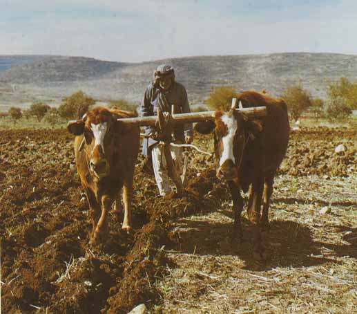 Een Palestijnse boer